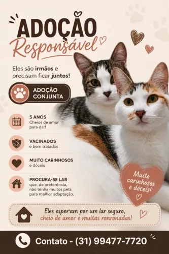 Adoção gatos