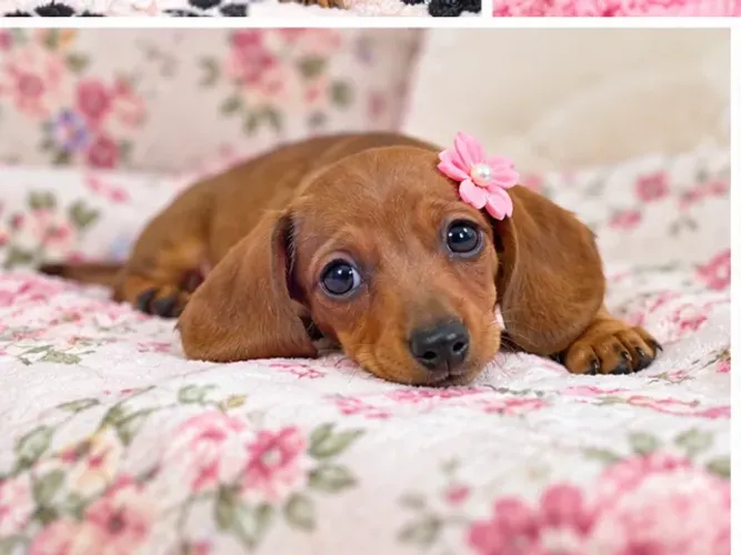 Filhote de cachorro Teckel/Dachshund/Salsicha/Salsichinha/Basset/Cofap alegres e atentos