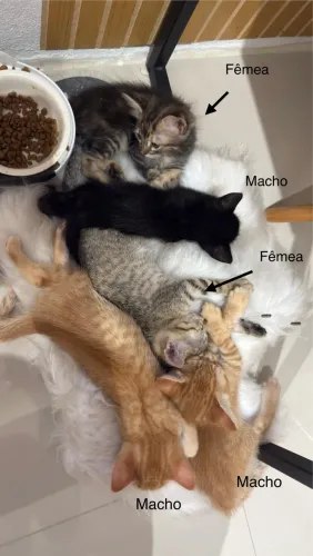 Adoção responsável de gatinhos