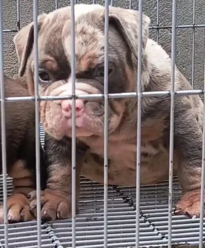 AMERICAN BULLY MACHOS E FÊMEAS