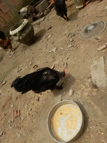Galo brahma
