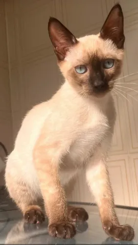 Doação de lindo gatinho