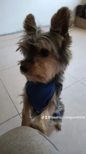 Venda de cachorro yorkshire mini