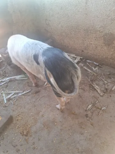 Porco macho inteiro reprodutor jovem Planaltina DF