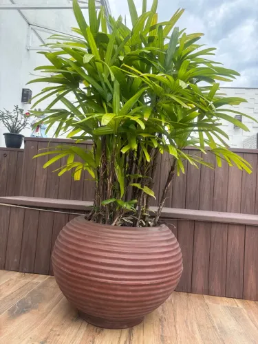 Palmeira Ráfis Grande 1,40m Adulta - Vaso Grande 60x40 - Decorada