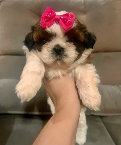 Fêmea branca com marrom 50 dias Shih tzu pedigree