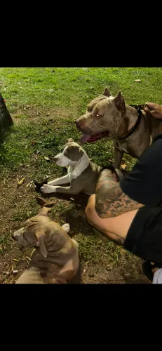 Pitmonster 1 ano