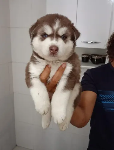 Filhote de husky siberiano pra vende. Legitimo