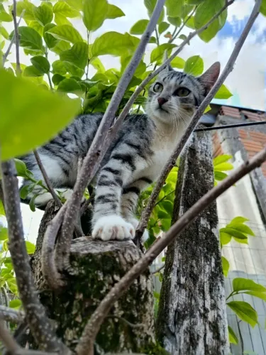 Doando gata fêmea 9 meses 