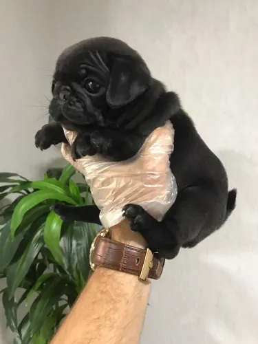 Pug - Seu Novo Companheiro em 12x Sem Juros no Cartão de Crédito