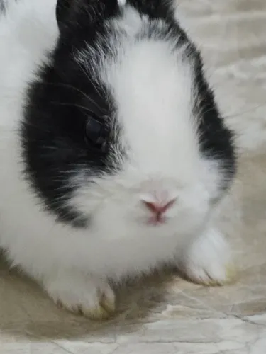 Coelho Netherland Dwarf