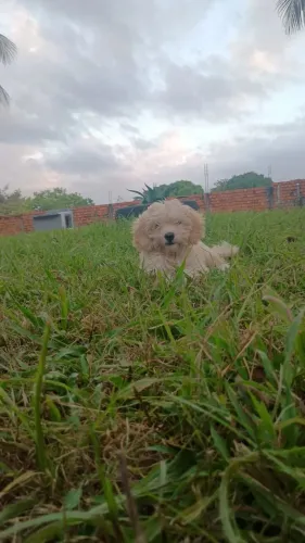 Vendo cachorra poodle