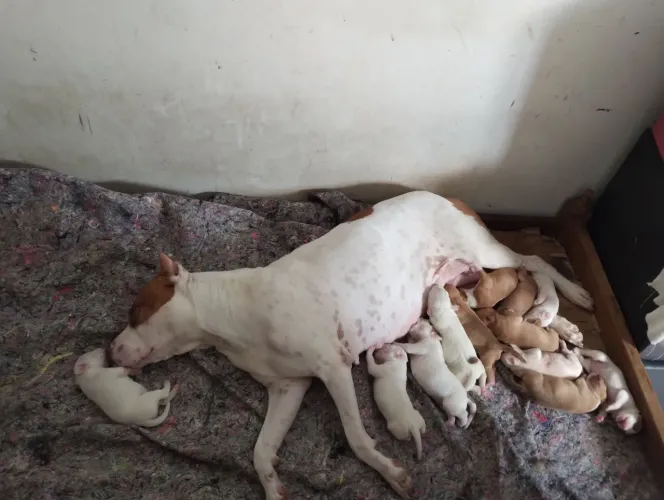 pit bull filhotes