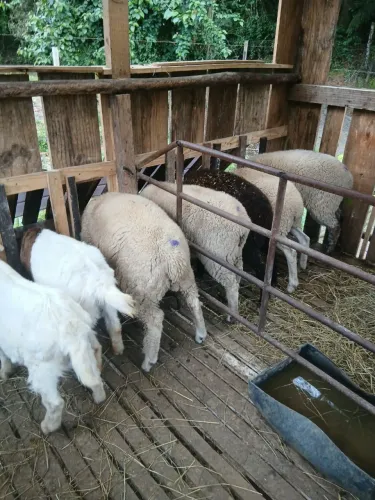 Vendo lote de carneiro e cabrito