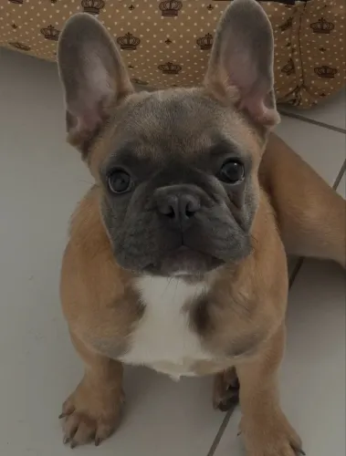 Adoção Buldogue Francês