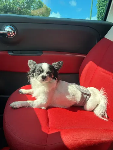 Chiuahua busca namorada