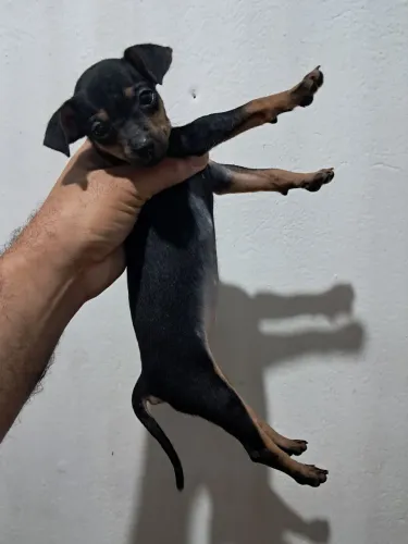 Vende se lindos pinscher nascidos Dia 25/05/2026
