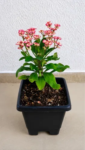 Vendo Plantas 04