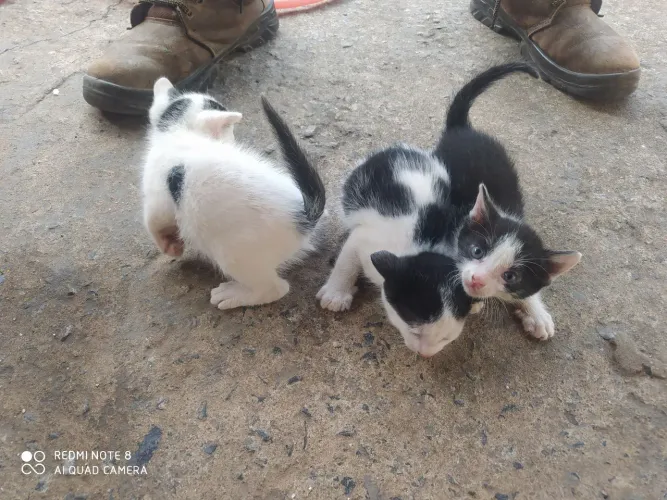Doação de gato