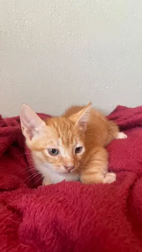 Doação de gatinhos