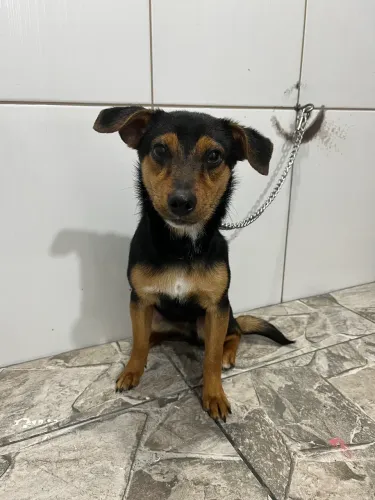 Cachorro mestiço de dachshund para adoção 