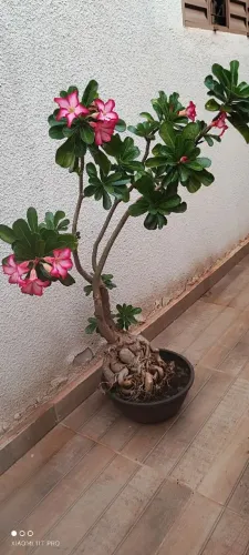 Vendo planta Rosa do deserto linda 
