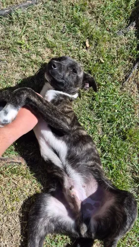 Cachorro para adoção