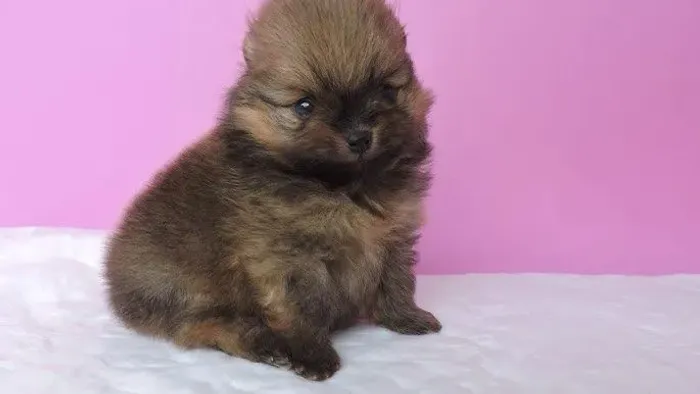 Spitz macho laranjinha