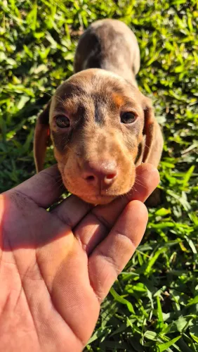Filhote de salsicha arlequim Dachshund