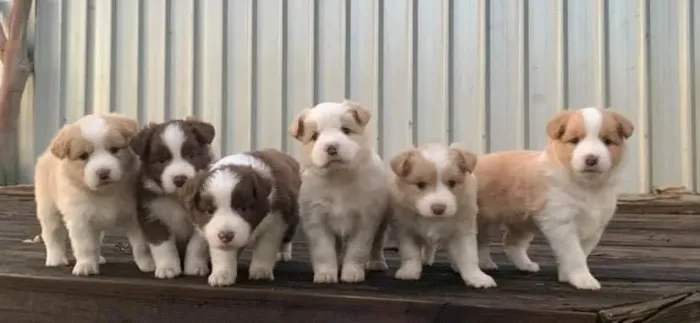 Border collie bem cuidado