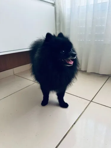 Lulu da Pomerânia macho disponível 