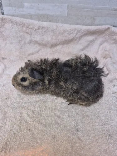 Porquinho da india