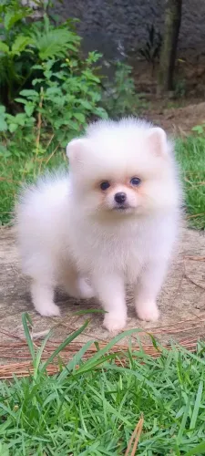 Spitz alemão anão macho branco neve.