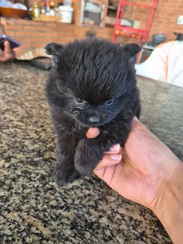 Spitz alemao anão macho
