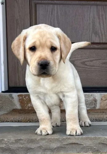 Labrador caramelo | Seu melhor amigo está aqui 