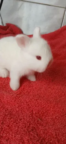 Mini coelhinhos machinhos 