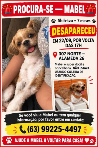 Procura shitzu