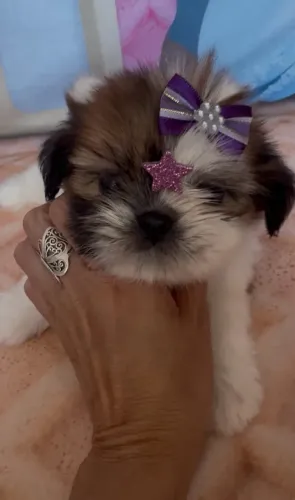 Última bebê shih tzu ( venda ) @Mrs_kennel_