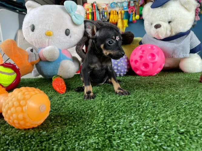 Linda filhote de pinscher miniatura fêmea com NF/c