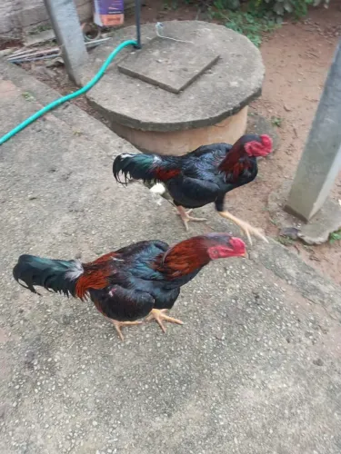 Vendo 2 casais de frangos mestiço interessados entrar em contato no número * 