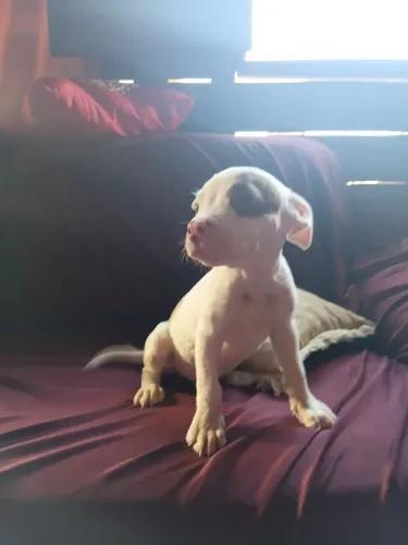 Vende se um filhote de pit bool puro