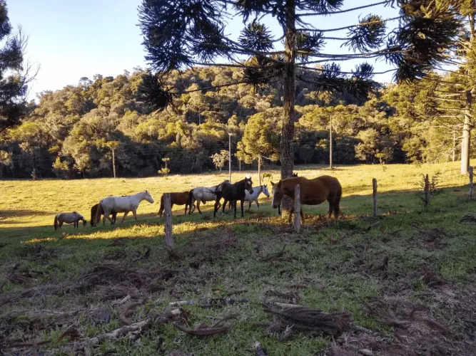Tijucas do Sul, Fazenda 160 Alqueires, 367,10 há, Haras ou Loteamento, Casa sede 500m² ven