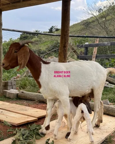 Cabrita cabra caprino