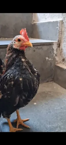 Serama