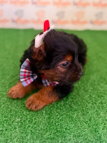 Yorkshire Terrier Macho 