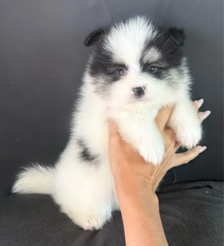 Spitz Alemão Filhotinho super fofo pronta entrega ac cartão