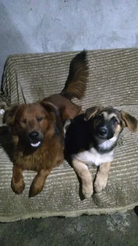 DOAÇÃO CACHORRO MACHO