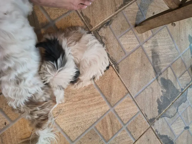 Shitzu filhote/machinho /vacinado