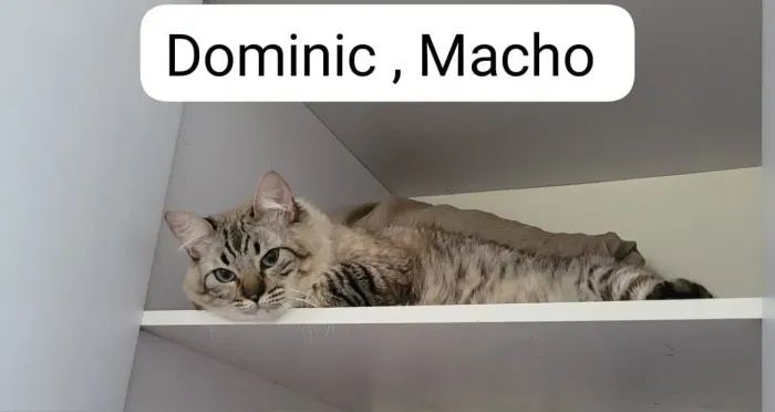 Gato adoção