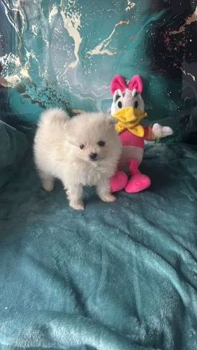 Spitz fêmea anâ com pedigree aceito cartão
